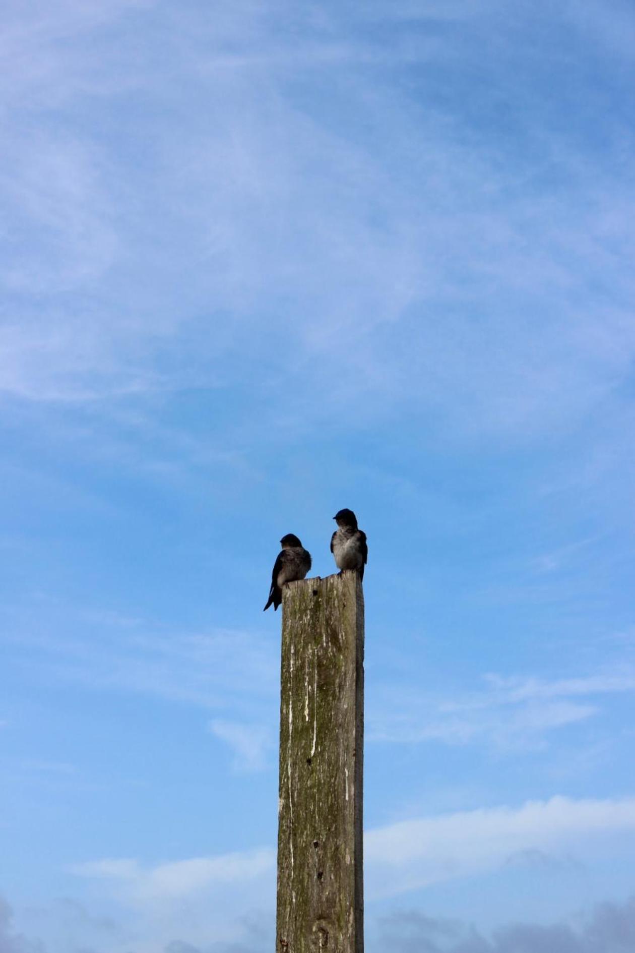 Posada El Pepe José Ignacio Exteriér fotografie